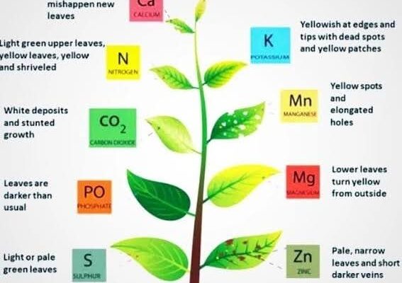 ಪೋಷಕಾಂಶಗಳ ಕೊರತೆಯ ಕಾರಣಗಳು